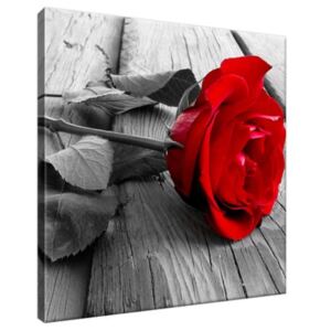 Obraz na plátně Červená růže 30x30cm 1138A_1AI