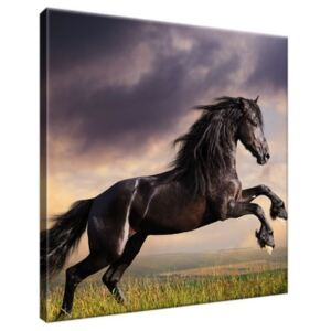 Obraz na plátně Silný černý kůň 30x30cm 1149A_1AI