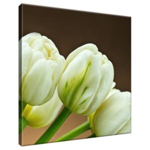 Obraz na plátně Okouzlující bílé tulipány 30x30cm 1257A_1AI