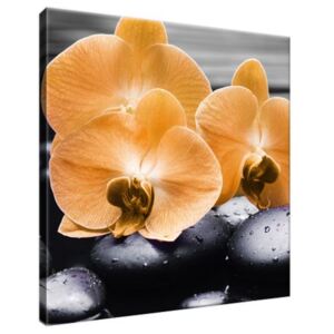 Obraz na plátně Krásná oranžová orchidej 30x30cm 1714A_1AI