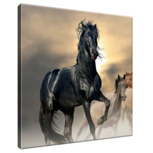 Obraz na plátně Nádherný černý kůň 30x30cm 2491A_1AI