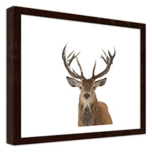 CARO Obraz v rámu - Deer Head On A White Background 40x30 cm Hnědá