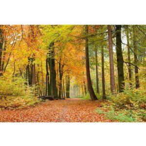 Vliesové fototapety na zeď Podzimní les | MS-5-0099 | 375x250 cm