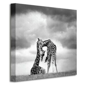Obraz na plátně Krásné žirafy Cano Marina 40x40cm WDC95266