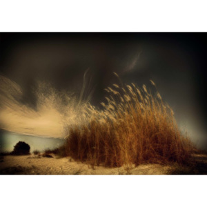 Fototapeta, Tapeta Beachgrass, (368 x 254 cm)