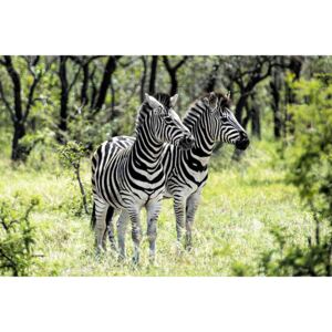 Umělecká fotografie Two Burchell's Zebra, Philippe Hugonnard