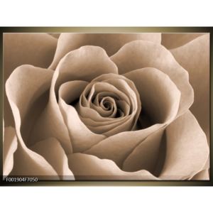 Obraz květu růže (F001904F7050)