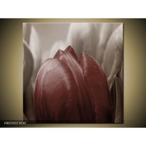 Obraz červeného květu tulipánu (F002501F3030)