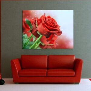 Obraz - červená růže pátno na podrámku 50 x 50 cm