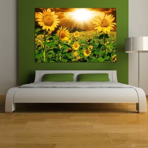 Obraz - slunečnice pátno na podrámku 50 x 50 cm