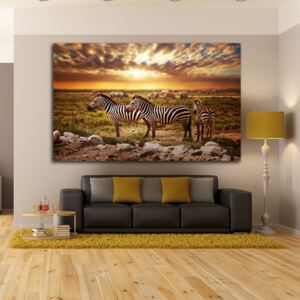 Obraz - stádo zeber za soumraku pátno na podrámku 60 x 40 cm