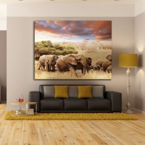 Obraz - stádo slonů pátno na podrámku 60 x 40 cm