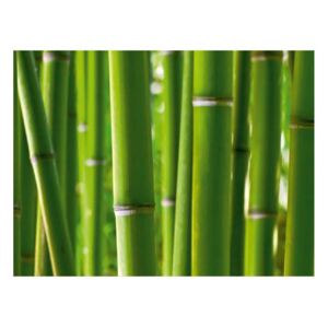 Fototapeta vliesová čtyřdílná Bambus