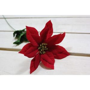 Mikulášský květ (v. 43 cm) - červený velikost