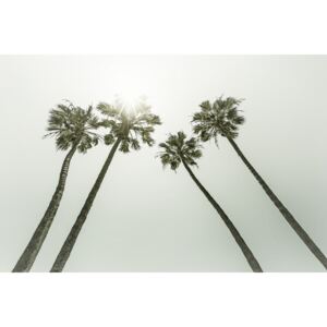Umělecká fotografie Vintage palm trees in the sun, Melanie Viola