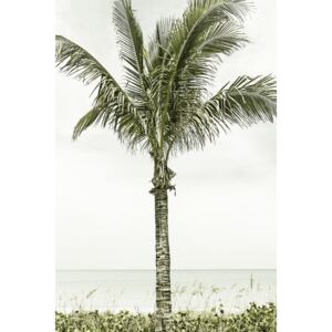 Umělecká fotografie Palm Tree at the beach | Vintage, Melanie Viola