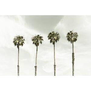 Umělecká fotografie Minimalist Palm Trees | Vintage, Melanie Viola
