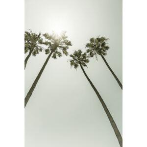 Umělecká fotografie Palm Trees in the sun | Vintage, Melanie Viola