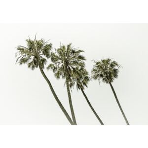 Umělecká fotografie Palm trees by the sea | Vintage, Melanie Viola