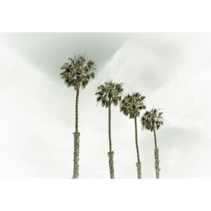 Umělecká fotografie Coastal Palm Trees | Vintage, Melanie Viola
