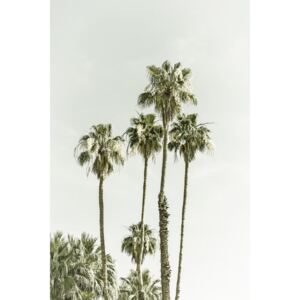 Umělecká fotografie Palm Trees Summertime | Vintage, Melanie Viola
