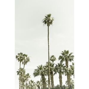 Umělecká fotografie Vintage palm tree paradise, Melanie Viola