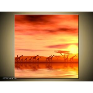 Obraz stáda žiraf při západu slunce (F002938F3030)