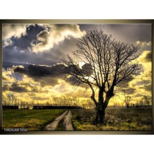 Obraz opadaného stromu při polní cestě (F002630F7050)