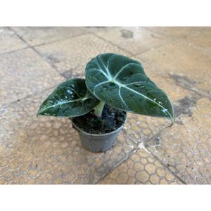 Alocasia Black Velvet, průměr 6 cm Alokázie
