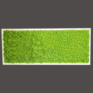 Mechdekor Obraz Finský Sobí mech světle zelený - 136x56cm tenký bílý rám
