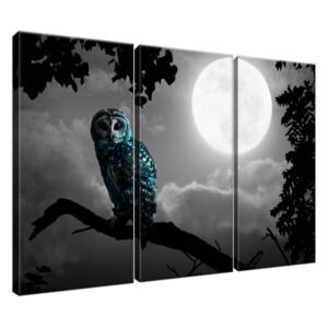 Obraz na plátně Modrá sova a měsíc 90x60cm 2185A_3J