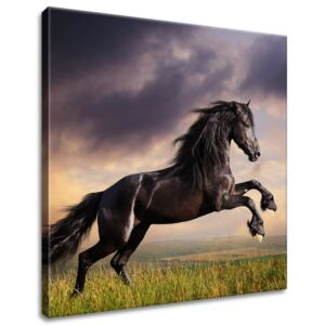 Gario Obraz na plátně Silný černý kůň Rozměry (š x v): 50 x 50 cm