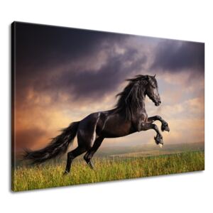 Gario Obraz na plátně Silný černý kůň Rozměry (š x v): 90 x 60 cm