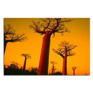 Baobaby C3212AO