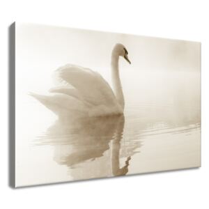 Gario Obraz na plátně Jemná labuť Rozměry (š x v): 60 x 40 cm