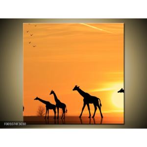Obraz žiraf v západu slunce (30x30 cm)