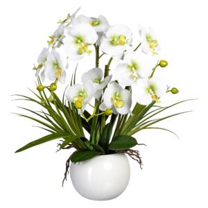 Orchidej Můrovec bílý v květináči, 58cm
