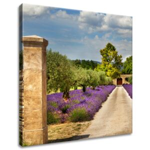 Gario Obraz na plátně Cesta v Provence Rozměry (š x v): 30 x 30 cm
