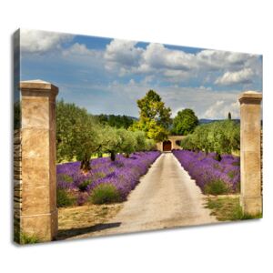 Gario Obraz na plátně Cesta v Provence Rozměry (š x v): 60 x 40 cm