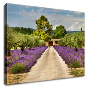 Gario Obraz na plátně Cesta v Provence Rozměry (š x v): 50 x 40 cm