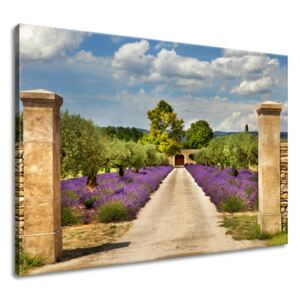 Gario Obraz na plátně Cesta v Provence Rozměry (š x v): 100 x 70 cm