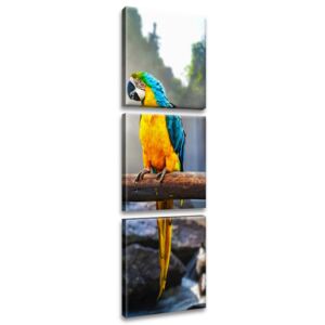 Gario Obraz na plátně Barevní papoušci 30x90cm