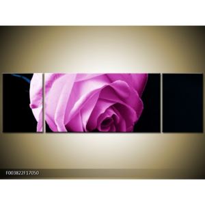 Obraz růžové růže (F003822F17050)
