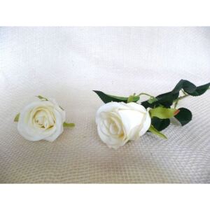 Růže bílá II