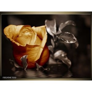 Obraz květu zlaté růže (F002494F7050)