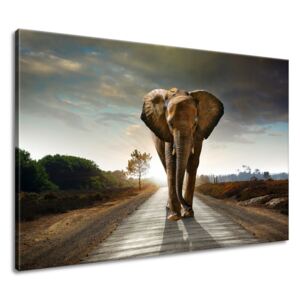 Gario Obraz na plátně Osamělý silný slon Rozměry (š x v): 120 x 80 cm