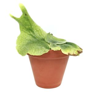 Platycerium superbum, průměr 14 cm Parožnatka