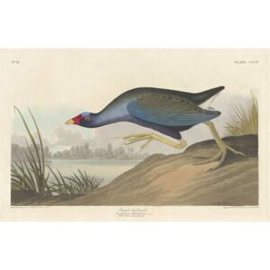Obraz, Reprodukce - Purple gallinule, 1836, John James (after) Audubon