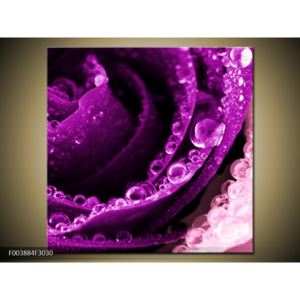 Obraz kapek vody na fialovém květu (F003884F3030)