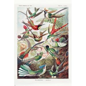 Plakát, Obraz - Ernst Haeckel - Kolibris, (61 x 91.5 cm)